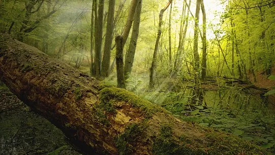 Rubrik_Naturschutz_-pixabay-biodiv-log-4168311__340